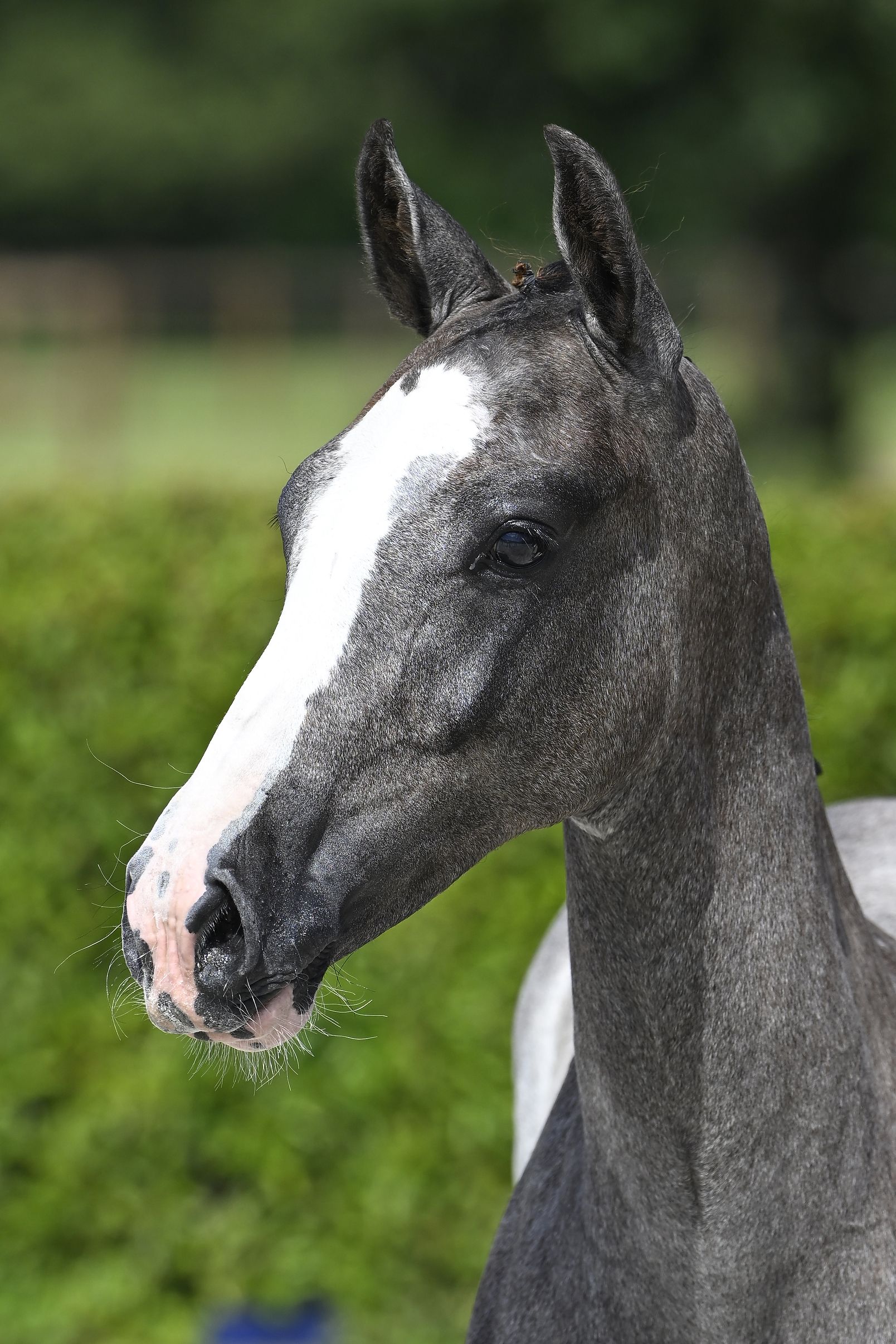 HEAVEN ON EARTH Z - | Breeders.zangersheide.auction